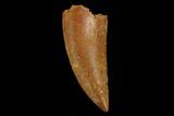 Serrated, Raptor Tooth - Real Dinosaur Tooth #124259-1